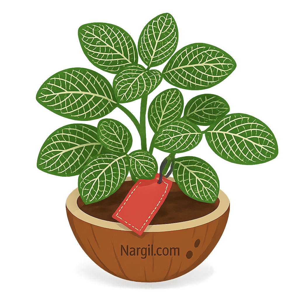 Nargil_Fittonia verschaffeltii